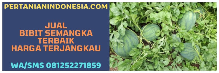 jual,bibit semangka,jual bibit semangka terbaik,murah,pertanian indonesia